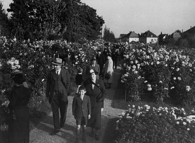 Die Dahlien-Schau war schon kurz nach der Gründung des Unternehmes beliebt.